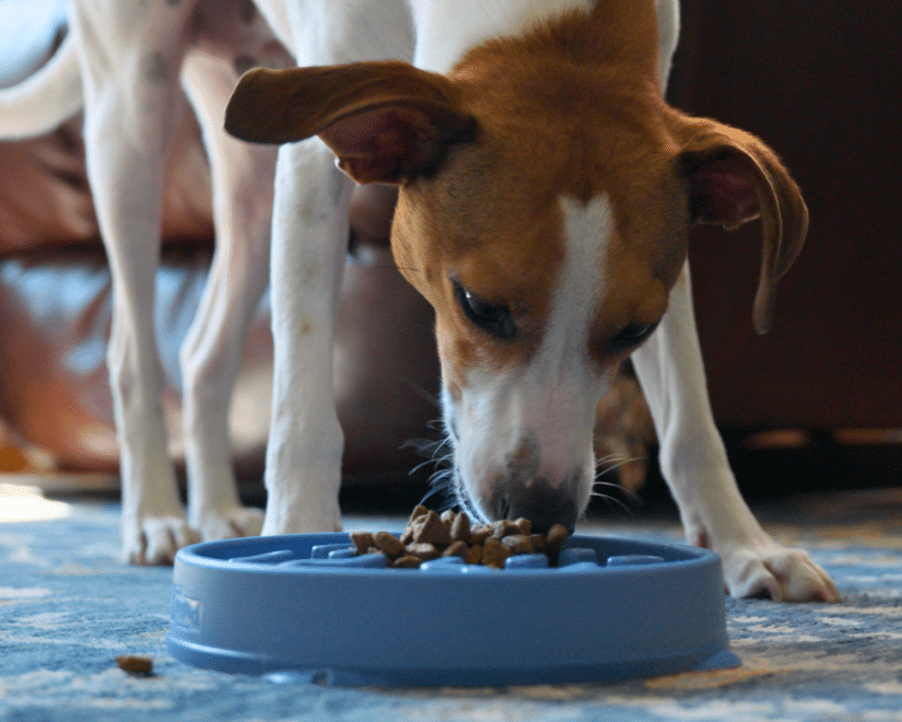 brown and white dog with floppy ears eating from a blue slow feeder bowl placed on a patterned rug