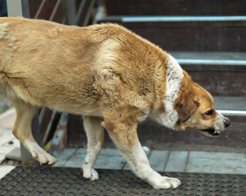 rabid-dog