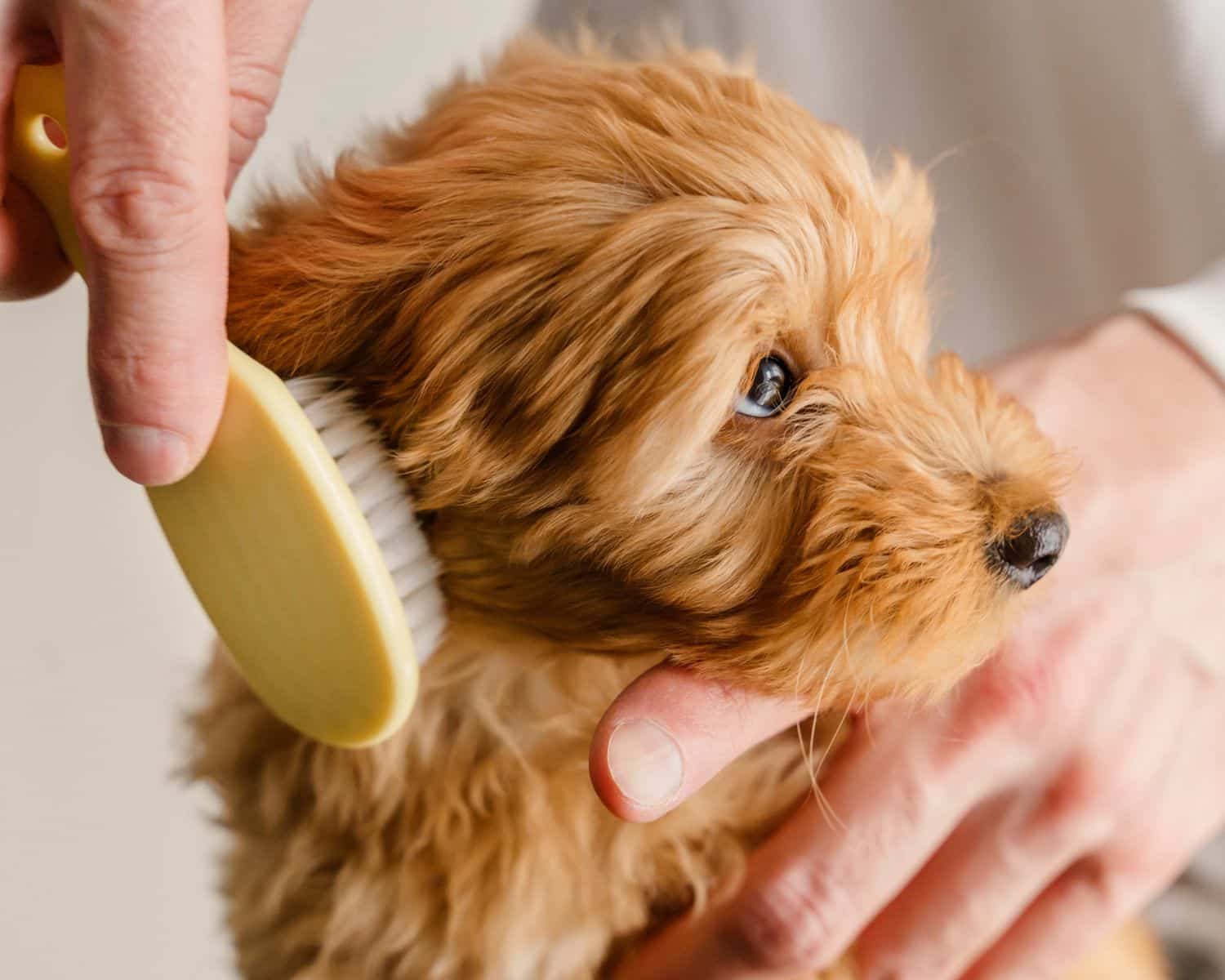 small, fluffy dog with reddish-brown fur being gently brushed by a person