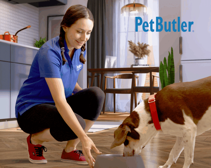 Pet care blog filler image