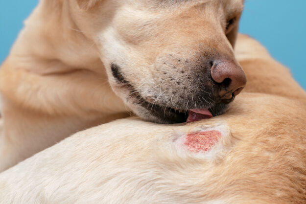 Dog licking a red irritated hot spot on its skin, showing a common canine skin condition
