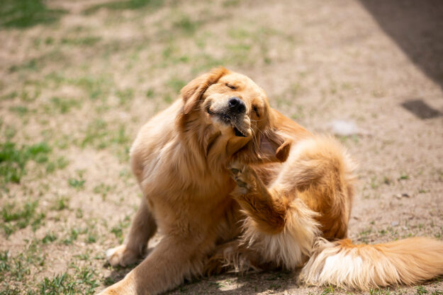 Why does my dog scratch its ears