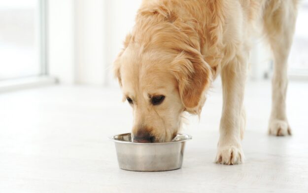 Golden,Retriever,Dog,Drinking,Water,From,Metal,Bowl,At,Home.