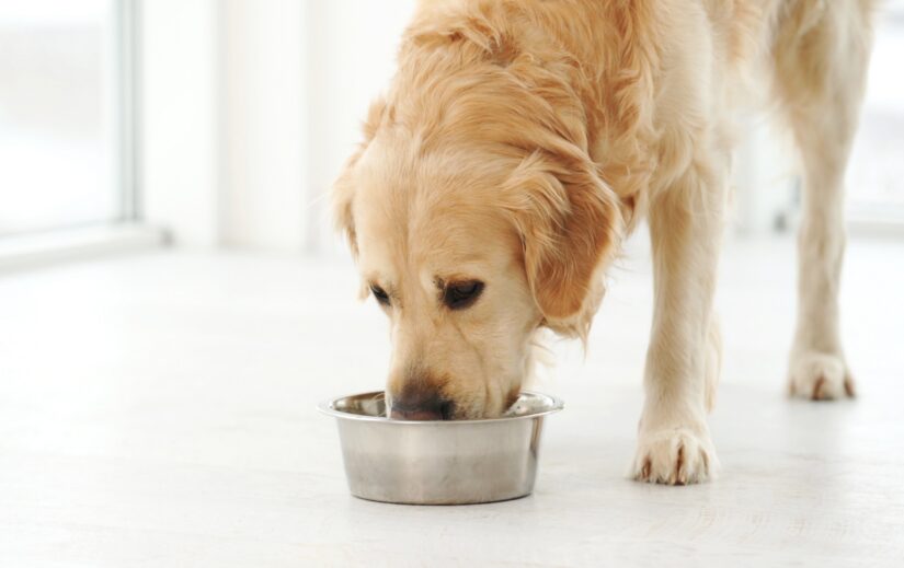 Golden,Retriever,Dog,Drinking,Water,From,Metal,Bowl,At,Home.